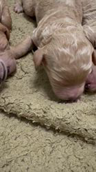 平野千代子ブリーダーのブログ：ミディアムサイズのスタンプーです♡