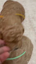 平野千代子ブリーダーのブログ：ミディアムサイズのスタンプー❤︎