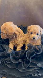 平野千代子ブリーダーのブログ：トイプードルパピー❤︎