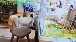 古城裕治ブリーダーのブログ：里帰り😊