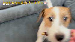 古城裕治ブリーダーのブログ：㊗️まめ3歳🎉