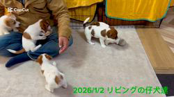 古城裕治ブリーダーのブログ：謹賀新年🎍
