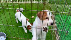 古城裕治ブリーダーのブログ：仔犬達🙂