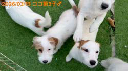 古城裕治ブリーダーのブログ：仔犬達みんなでお外へ☺️