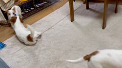 古城裕治ブリーダーのブログ：おもちゃで揉める仔犬達🐶