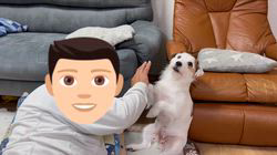 古城裕治ブリーダーのブログ：パパ大好き🥰