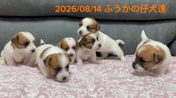 古城裕治ブリーダーのブログ：仔犬達歩くようになりました👍