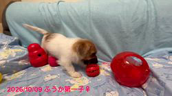古城裕治ブリーダーのブログ：仔犬達よく食べ良く遊びスクスク成長中😊