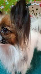 宮内美里ブリーダーのブログ：キーラちゃんトリミング