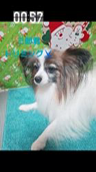 宮内美里ブリーダーのブログ：三郎君トリミング