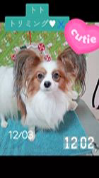 宮内美里ブリーダーのブログ：トトトリミング♥