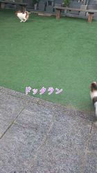 宮内美里ブリーダーのブログ：元気すぎる♥