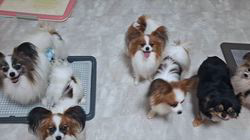宮内美里ブリーダーのブログ：犬舎の日常