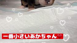 中元梢ブリーダーのブログ：一番小さなあかちゃん♥️
