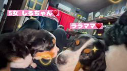 中元梢ブリーダーのブログ：かいパパとの対面♥️