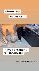 森仁美ブリーダーのブログ：お座りできるよ
