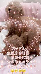 岩本理恵ブリーダーのブログ：ヨチヨチ歩き