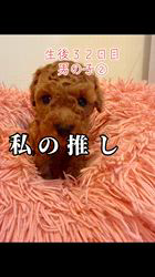 岩本理恵ブリーダーのブログ：私の推しを見てください(⑉• •⑉)‥♡
