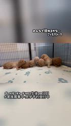 笛木仁ブリーダーのブログ：家族写真