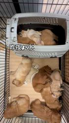 笛木仁ブリーダーのブログ：脱走者続出の為新部屋