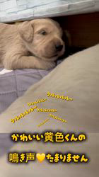 笛木仁ブリーダーのブログ：黄色💛くんの鳴き声