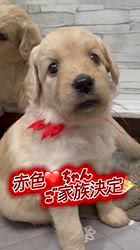 笛木仁ブリーダーのブログ：赤色❤️ちゃんご家族決定
