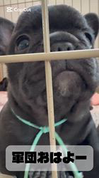 神山大樹ブリーダーのブログ：顔がしっかりしてきました✨