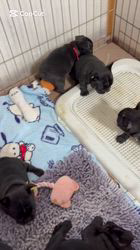 神山大樹ブリーダーのブログ：食後の運動✨