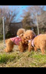 藤川礼子ブリーダーのブログ：この子達がいるから私が居ます