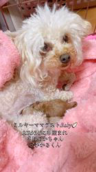 藤川礼子ブリーダーのブログ：ミルキーママラストBaby🍼