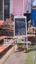 藤川礼子ブリーダーのブログ：ミーナママBaby🍼ご家族様の元へ巣立ちました