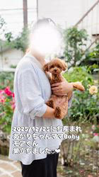藤川礼子ブリーダーのブログ：モアくん♡巣立ちました💕😌