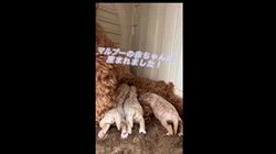 野口芳宏ブリーダーのブログ：🐶💛 マルプーの赤ちゃんが誕生しました！