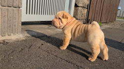シャーペイ 岡山県 女の子 22年5月4日 クリーム しわくちゃブサカワ犬 みんなのブリーダー 子犬id 27
