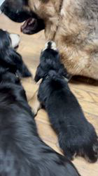 川上朋美ブリーダーのブログ：大型犬に興味津々