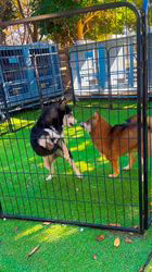 程代斌ブリーダーのブログ：可愛い？