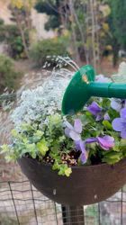 加藤田薫ブリーダーのブログ：湯布院コレクション　ゆふびおら🌸