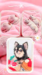 加藤田薫ブリーダーのブログ：可愛い赤ちゃんが誕生しています🩷