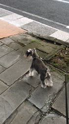 吉田優ブリーダーのブログ：子犬の母親！