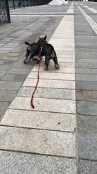 吉田優ブリーダーのブログ:子犬成長記録!