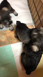 吉田優ブリーダーのブログ：元気モリモリ！