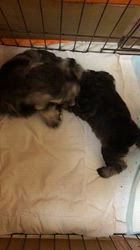 吉田優ブリーダーのブログ：子犬の学習！