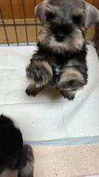 吉田優ブリーダーのブログ：訴え？