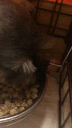 吉田優ブリーダーのブログ：モーニング！