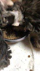 吉田優ブリーダーのブログ：ん？