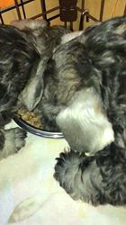 吉田優ブリーダーのブログ：今朝の食事！