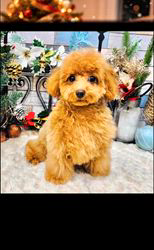 畠山和子ブリーダーのブログ：クリスマス