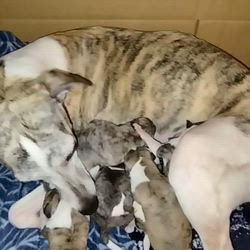 手塚光生ブリーダーのブログ：ウィペット子犬生まれました💞