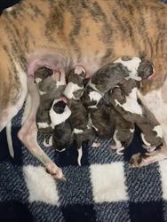 手塚光生ブリーダーのブログ：ウィペットPUPPY🌺オス1頭・メス6頭生まれました!