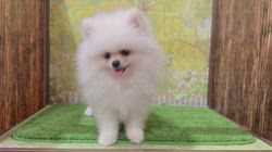 禁断のポメラニアンさ専用 受注制作】ポメラニアンの赤ちゃん(小)／二足 | きたむらかの グッズ